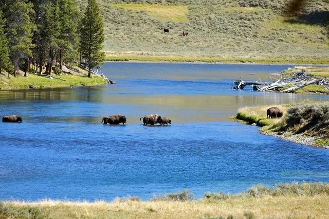 Yellowstone National Park Private Tour - Image 3