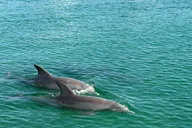 Orange Beach Dolphin Tour at Sunset 90 min thumbnail 5