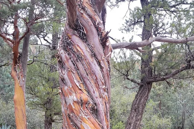 Sedona Vortex Tour - Image 4