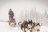 Fairbanks Dog Sledding Adventure thumbnail 6