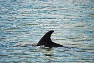 Hilton Head Dolphin Tour with Dining Stop thumbnail 6