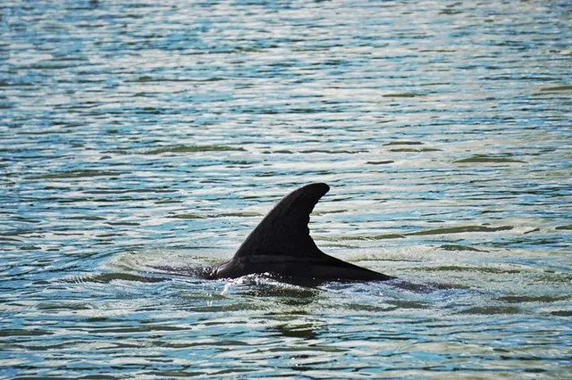 Hilton Head Dolphin Tour with Dining Stop - Image 6