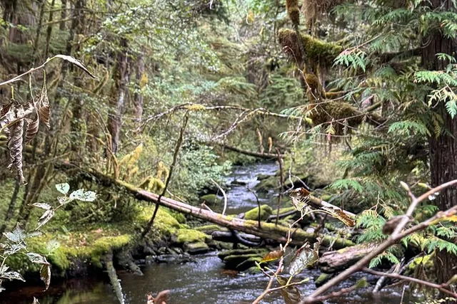 Ketchikan Rainforest Hiking Adventure - Image 3