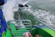 Destin Dolphin Cruise aboard the Hydrojet thumbnail 6