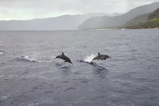 Waianae Dolphin Watch and Snorkel Sail with Lunch