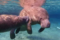 Crystal River Manatee Swim Eco Tour thumbnail 4