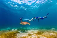 Waikiki Snorkel Tour at Turtle Canyon 105 min thumbnail 1