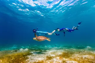 Waikiki Snorkel Tour at Turtle Canyon 105 min