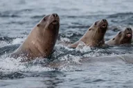 Sitka Marine Wildlife Tour thumbnail 6