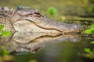 New Orleans Manchac Swamp Kayak Tour thumbnail 2