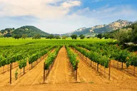 New York Wine Vineyard Tour thumbnail 4