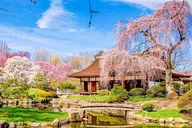 Philadelphia Cherry Blossom Tour from New York thumbnail 4