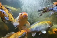 Austin Aquarium Entry Ticket thumbnail 4