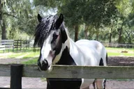 Ocala Gypsy Gold Horse Farm Tour 2 hr thumbnail 4