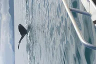Icy Strait Point Whale Watching and Bear Search thumbnail 6