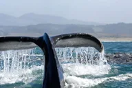 Newport Beach Whale Watching Cruise thumbnail 1