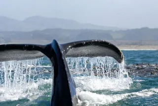 Newport Beach Whale Watching Cruise