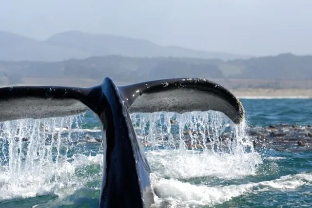 Newport Beach Whale Watching Cruise - Image 1