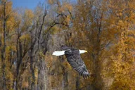 Jackson Hole Driftboat Fly Fishing thumbnail 5