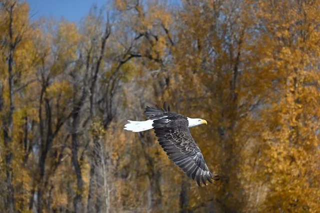 Jackson Hole Driftboat Fly Fishing - Image 5