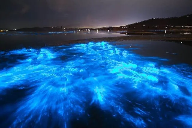 Oak Hill Bioluminescence Paddle Tour - Image 3