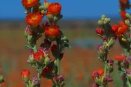 Las Vegas Grand Canyon South Rim Tour thumbnail 3