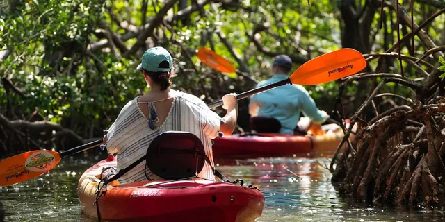 Sarasota Mangrove Tunnel Kayak Tour - Image 2