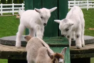 Lancaster Amish Country Farm and House Tour thumbnail 3