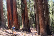 Sequoia National Park Private Tour thumbnail 5