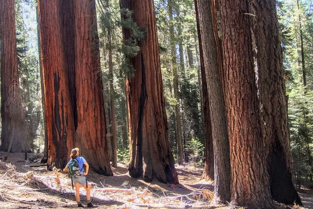 Sequoia National Park Private Tour - Image 5
