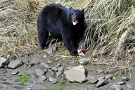 Ketchikan Wildlife and Waterfall Tour 90 min thumbnail 2