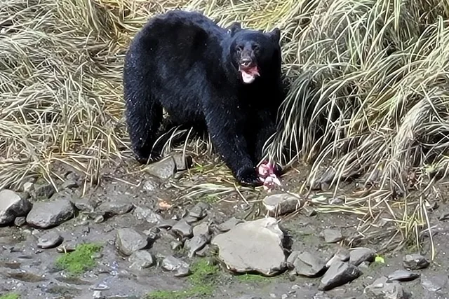 Ketchikan Wildlife and Waterfall Tour 90 min - Image 2