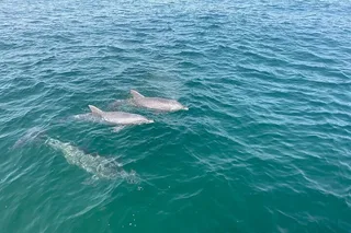 Panama City Beach Dolphin & Snorkeling Tour