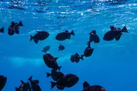 Lahaina Snorkel and Sail to Lāna'i Coast 5 hr thumbnail 3