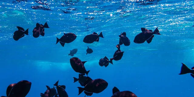 Lahaina Snorkel and Sail to Lāna'i Coast 5 hr - Image 3