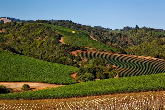 Napa Valley Wine Tasting Tour - Image 2