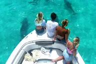Key West Dolphin and Snorkel Tour thumbnail 3
