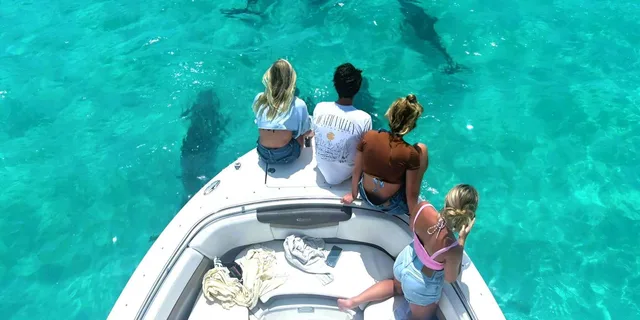 Key West Dolphin and Snorkel Tour - Image 3