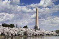 Washington DC Cherry Blossoms Tour with Retired Ranger thumbnail 1