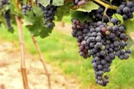 San Francisco Redwoods and Wine Tour thumbnail 5
