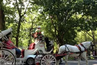 New York Central Park Carriage Ride thumbnail 4