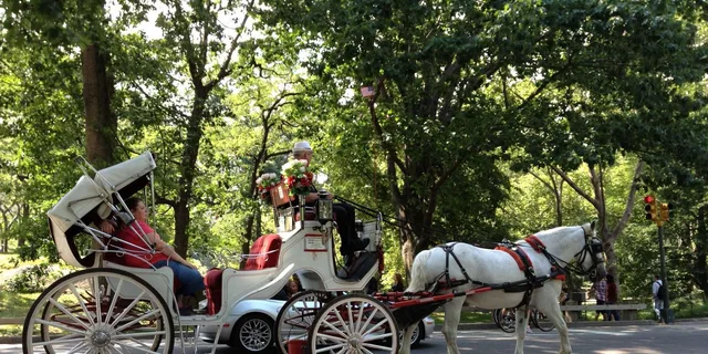 New York Central Park Carriage Ride - Image 4