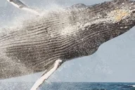Maui Morning Whale Watching Sail thumbnail 1