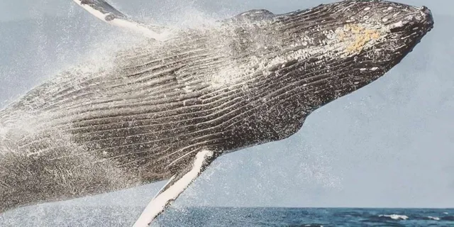 Maui Morning Whale Watching Sail - Image 1
