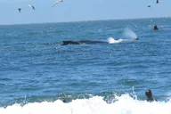 San Francisco Alcatraz and Muir Woods Private Tour thumbnail 5