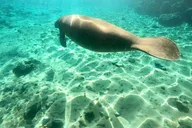 Crystal River Manatee Snorkel Tour with Free Photos thumbnail 6