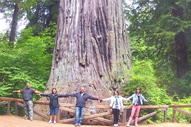 San Francisco Avenue of the Giants Tour - Image 2