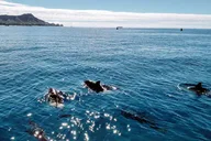 Honolulu Snorkeling and Wildlife Adventure Boat Tour 2 hr thumbnail 5