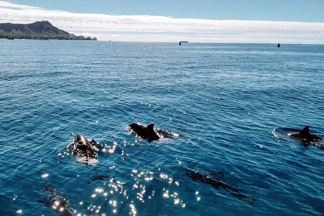 Honolulu Snorkeling and Wildlife Adventure Boat Tour 2 hr - Image 5