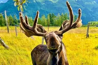 Anchorage Wildlife Tour at Alaska Conservation Center thumbnail 2